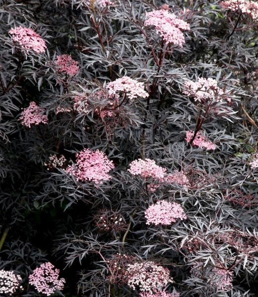 Sambucus nigra 'Black Lace'